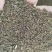 2021，纯新柴胡籽，质量有保证，欢迎选购