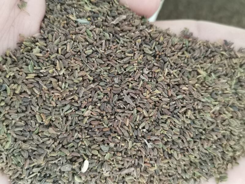 2021，纯新柴胡籽，质量有保证，欢迎选购