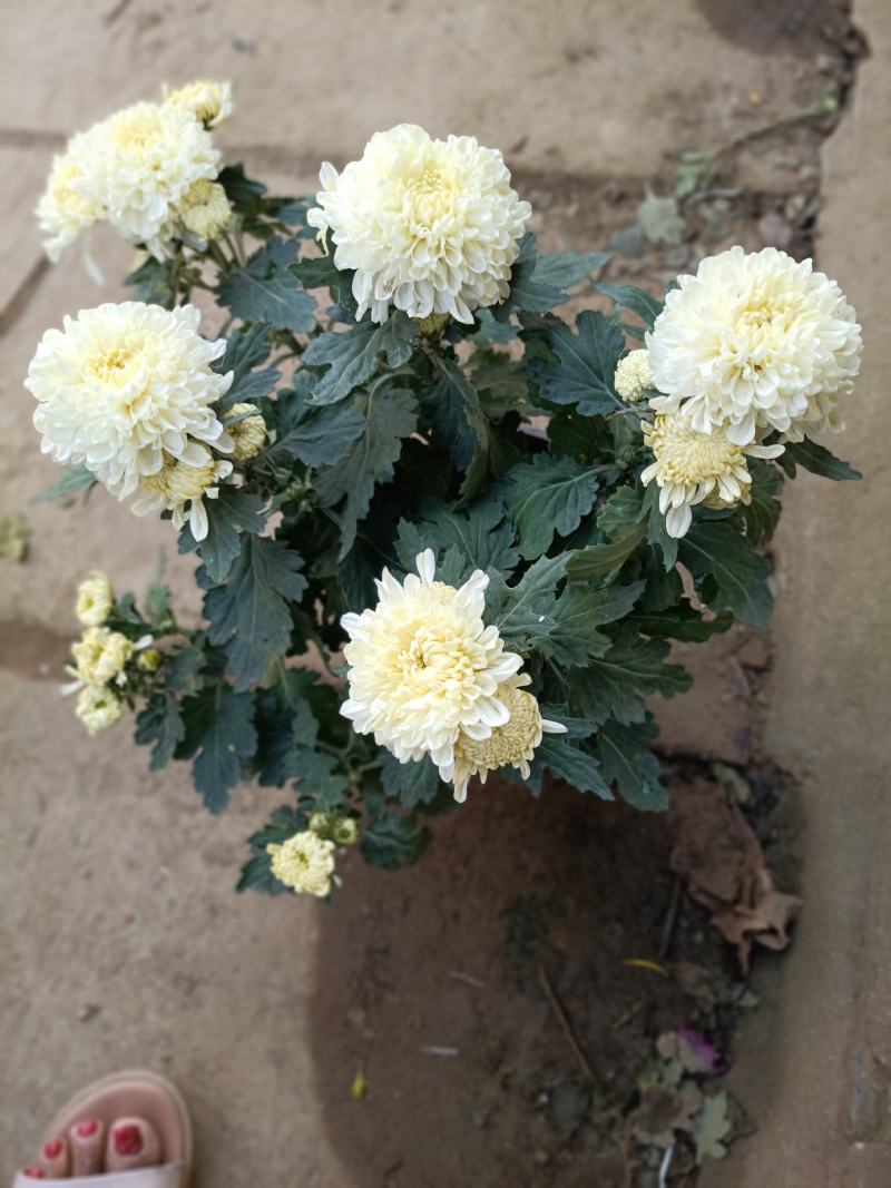 老兵花卉自产自销菊花