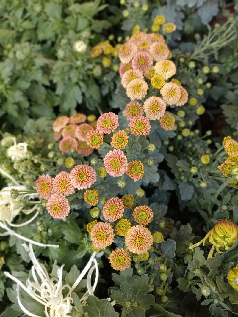 老兵花卉自产自销菊花