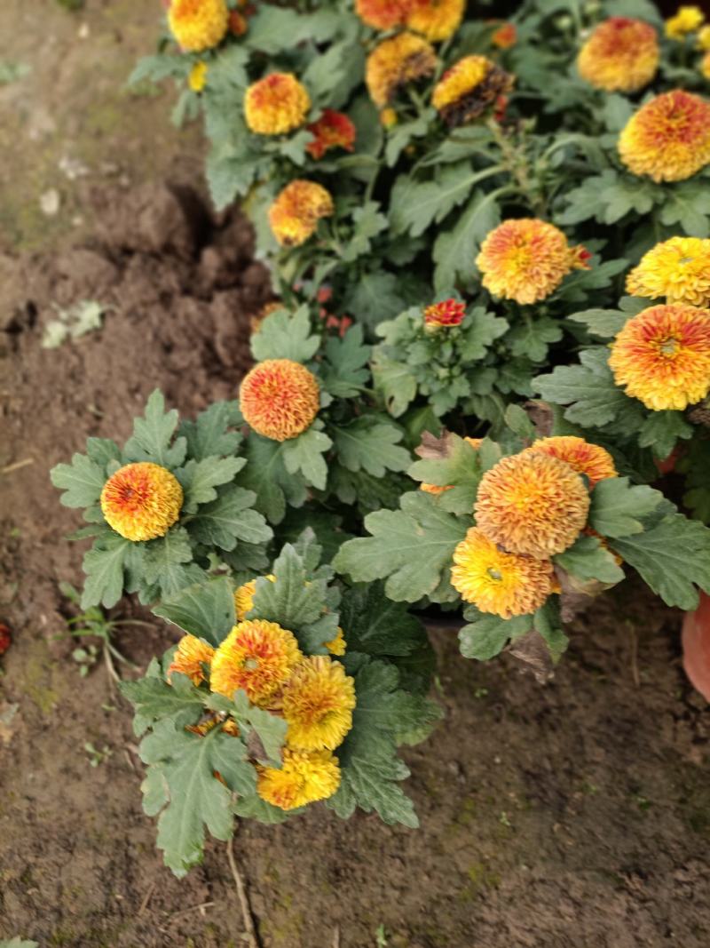 老兵花卉自产自销菊花