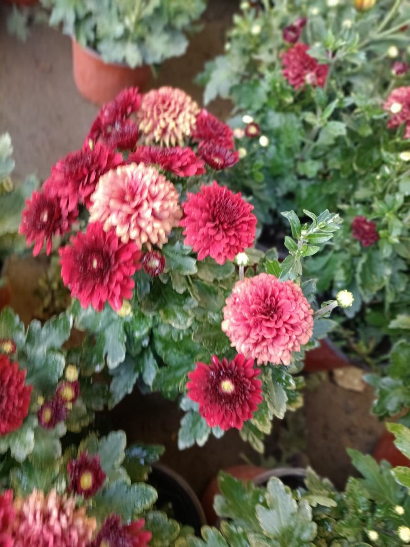 老兵花卉自产自销菊花