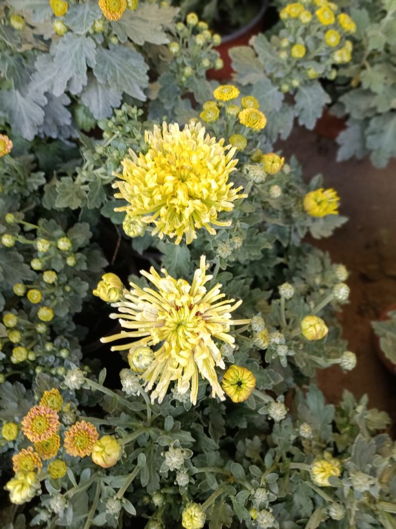 老兵花卉自产自销菊花