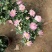 老兵花卉自产自销菊花