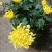 老兵花卉自产自销菊花