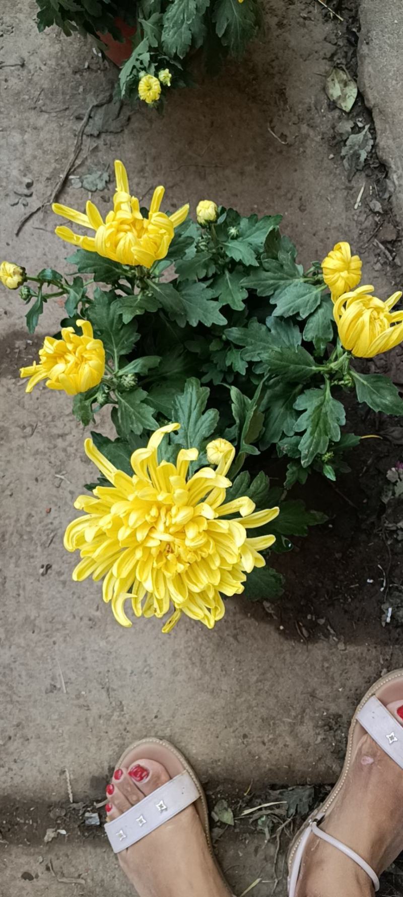 老兵花卉自产自销菊花