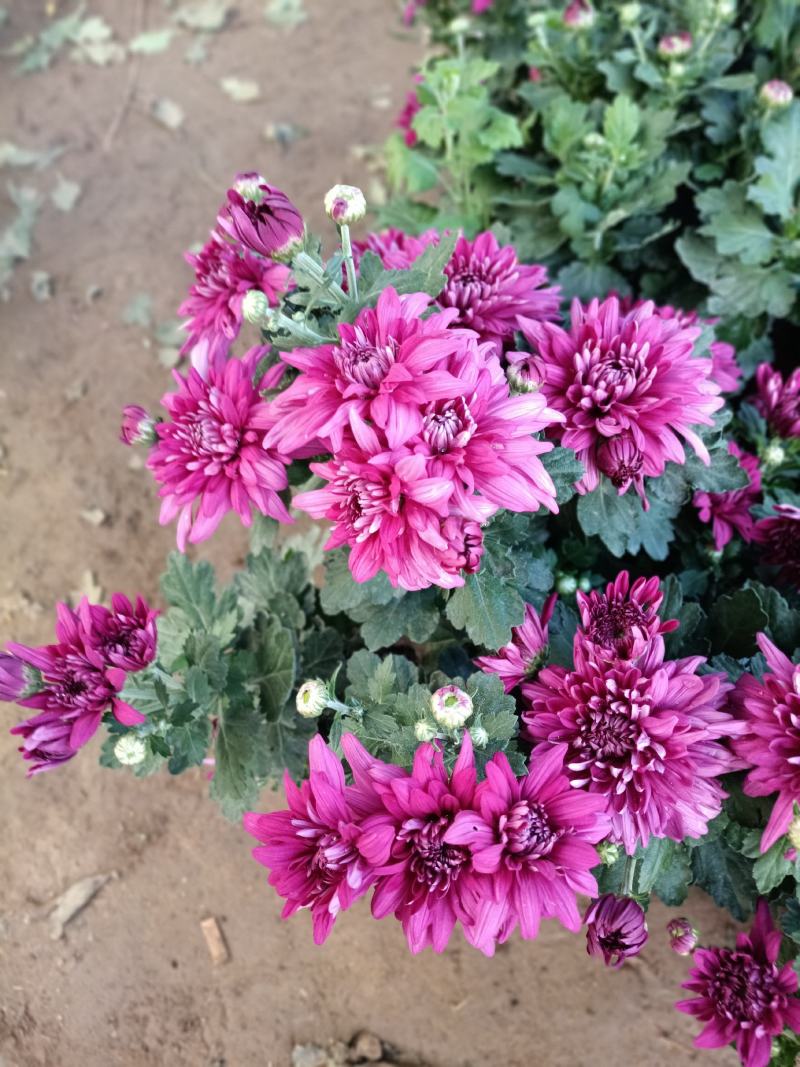 老兵花卉自产自销菊花