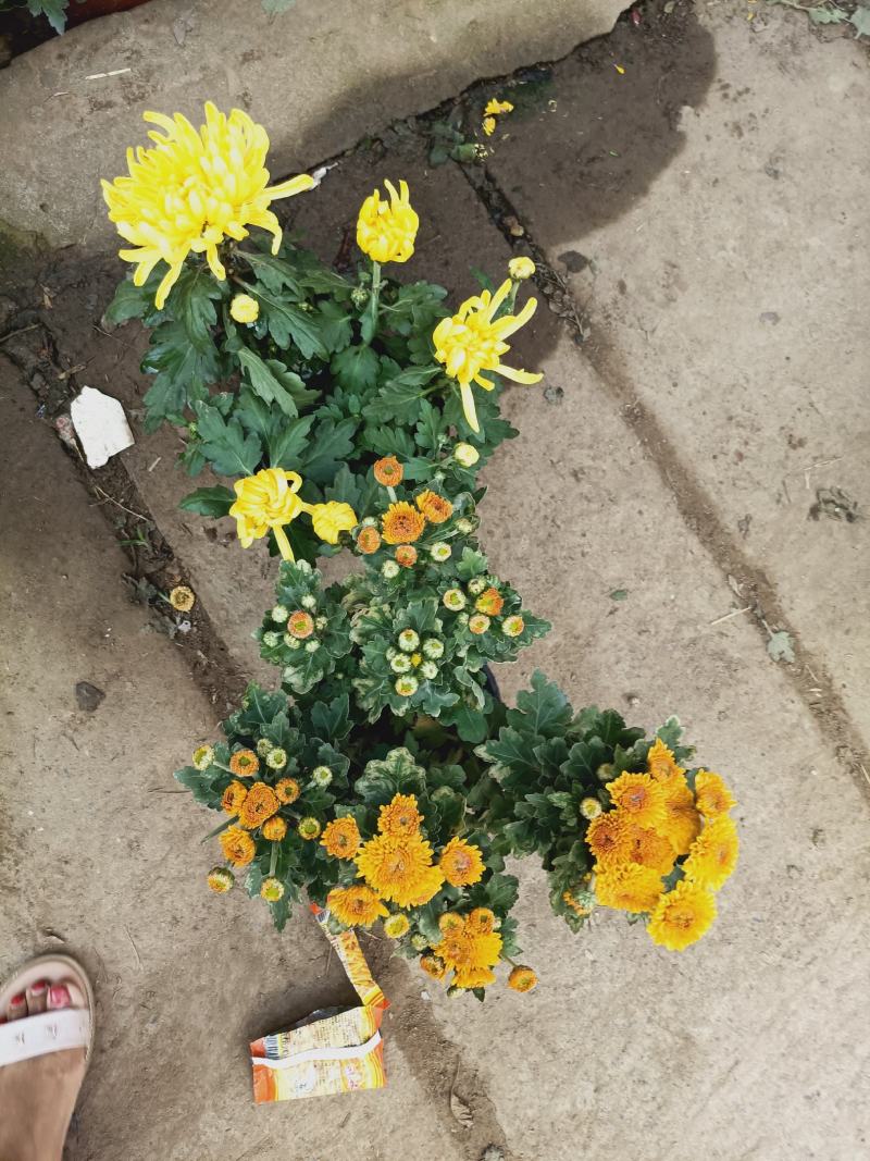 老兵花卉自产自销菊花