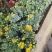老兵花卉自产自销菊花