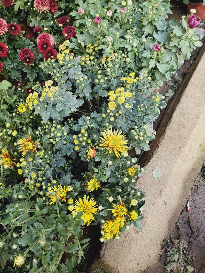老兵花卉自产自销菊花