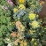 老兵花卉自产自销菊花