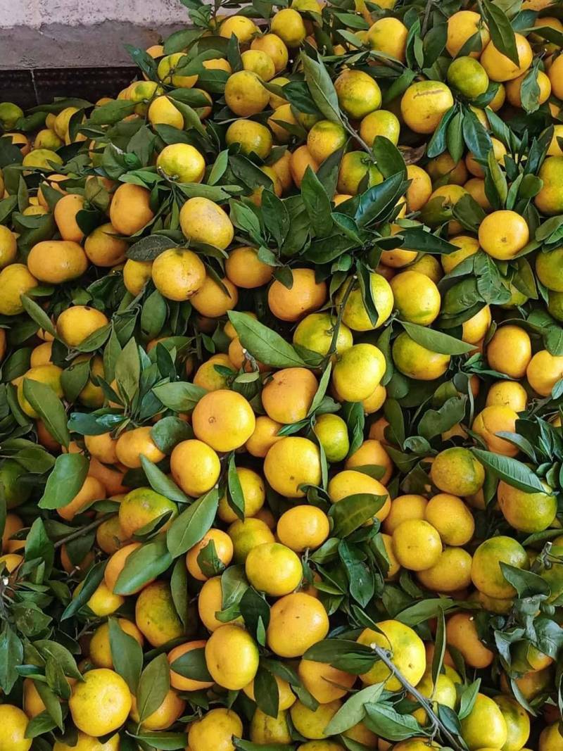 汉中小叶桔，果色靓，皮溥多汁，口感好一手货源产地直发