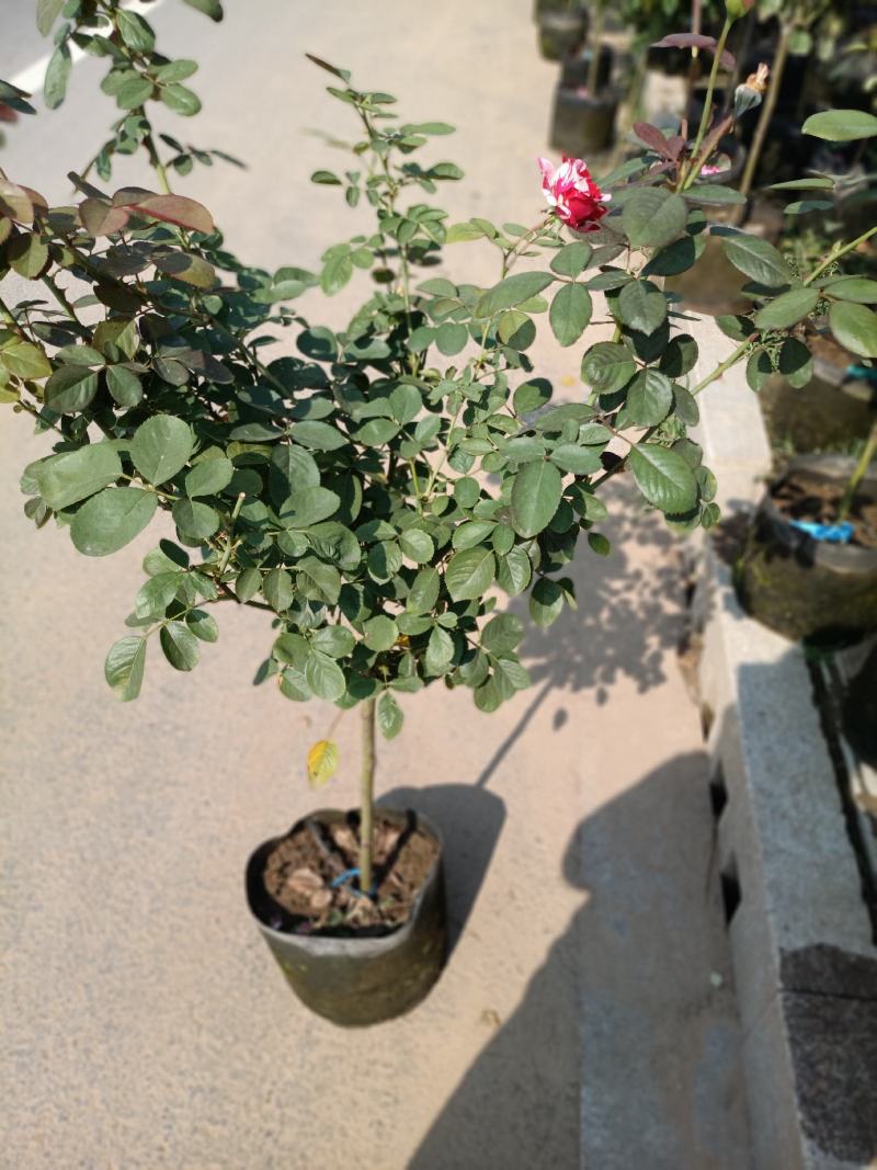 老兵苗圃自产自销树桩月季
