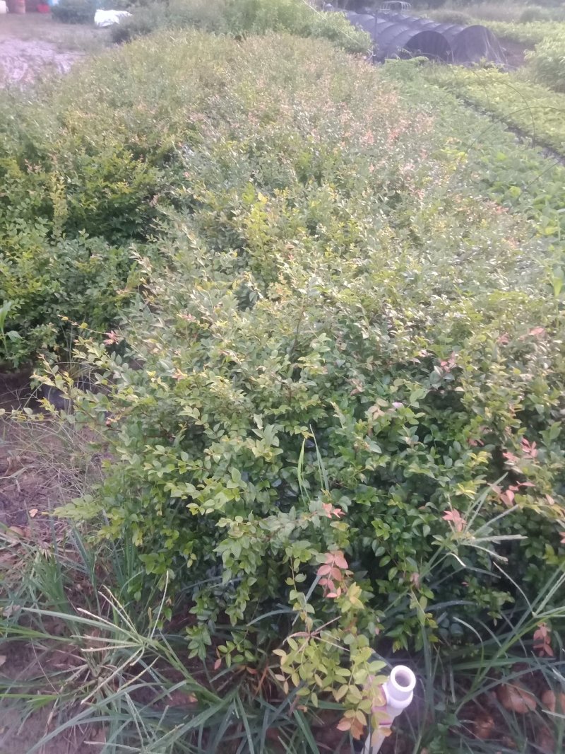 沙巴嘉宝果2年营养杯苗