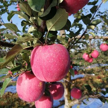 陕西省纸袋红富士苹果，果面干净口感脆甜货源充足