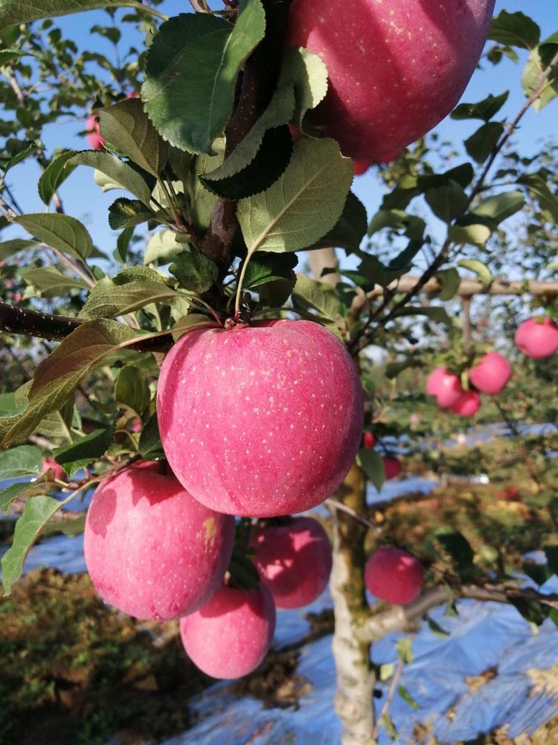 陕西省纸袋红富士苹果，果面干净口感脆甜货源充足