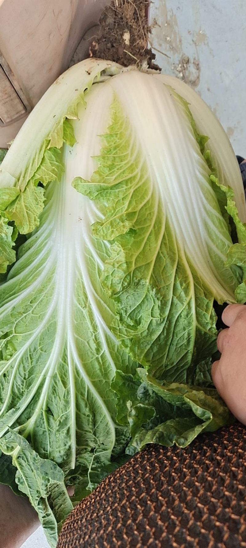 山东潍坊坊子区大白菜陆续上市