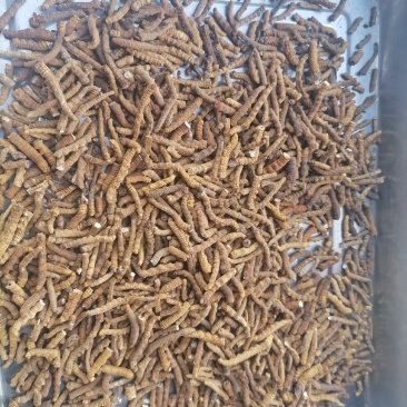 冬虫夏草纯肉接特价预订