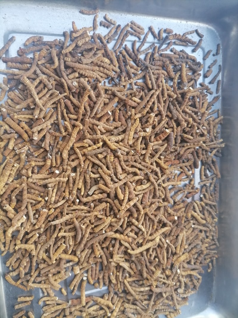 冬虫夏草纯肉接特价预订