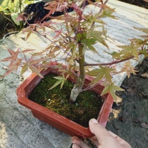 老兵苗圃自产自销日本红枫