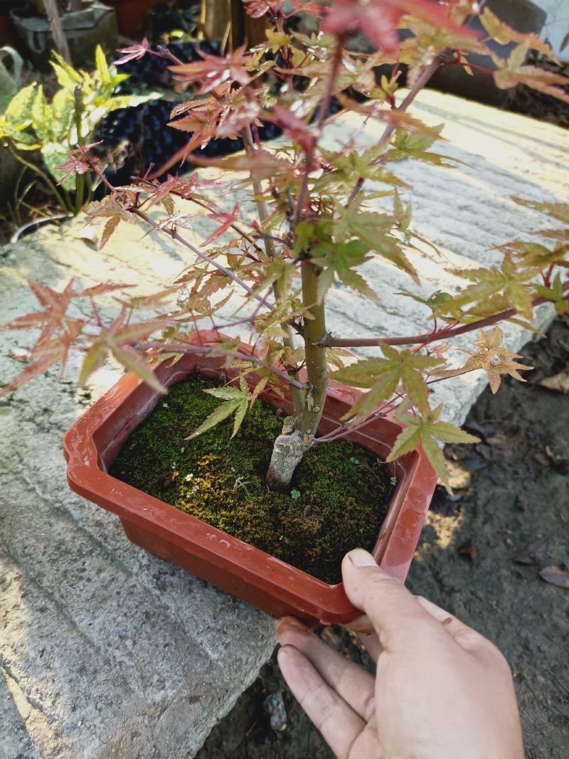 老兵苗圃自产自销日本红枫