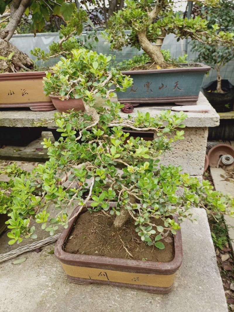 老兵苗圃自产自销日本红枫