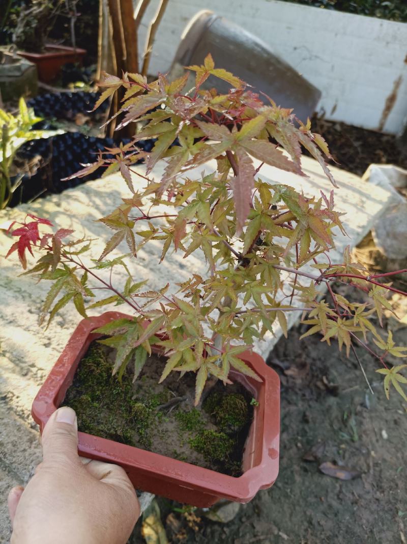 老兵苗圃自产自销日本红枫