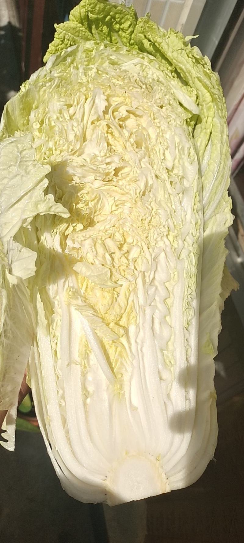 山东潍坊坊子区白菜上市