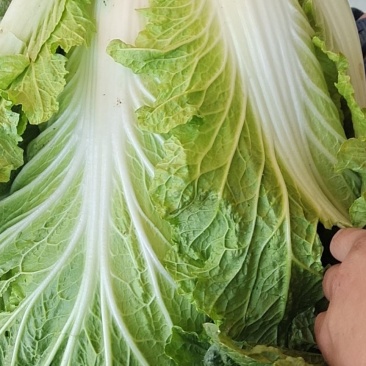 山东潍坊坊子区白菜上市