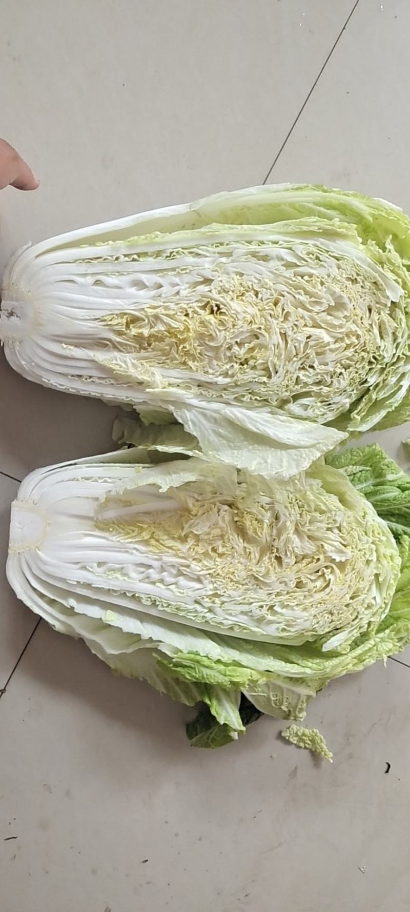 山东潍坊坊子区白菜上市