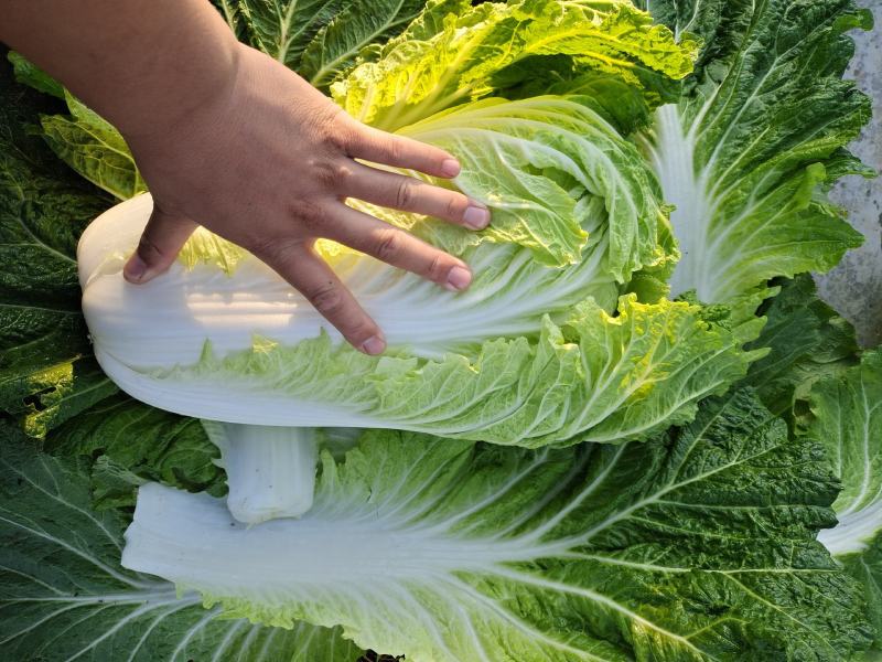 山东潍坊坊子区白菜上市