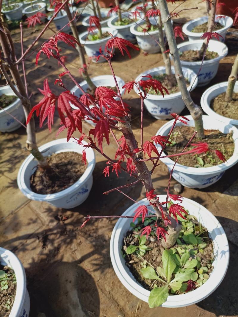 老兵苗圃自产自销日本红枫