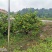 资阳蜜桔，柑橘产地，自家种植的大概两万斤