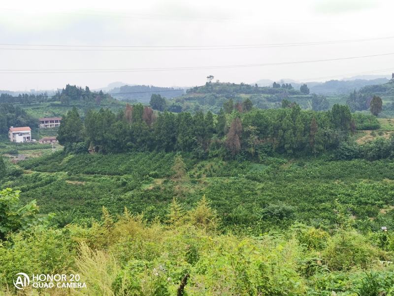 资阳蜜桔，柑橘产地，自家种植的大概两万斤