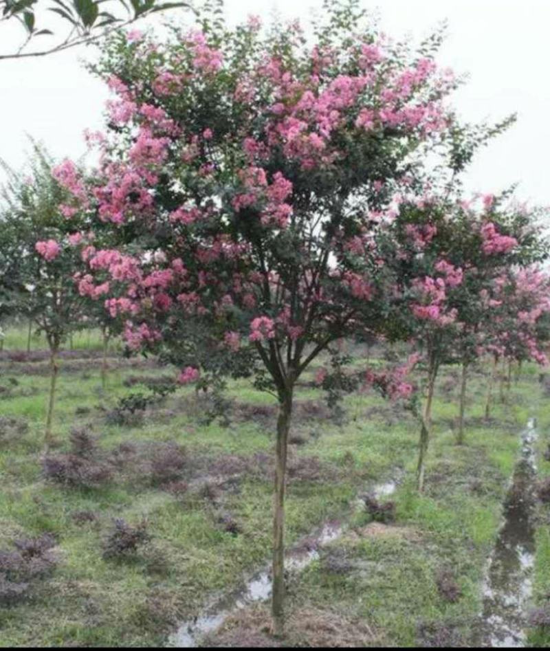 大叶黄杨球河南大叶黄杨苗木基地苗圃直销