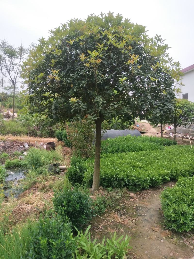 大叶黄杨球河南大叶黄杨苗木基地苗圃直销