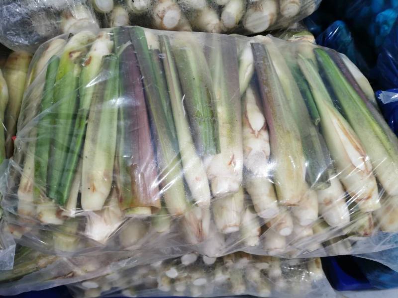 茭白基地直发欢迎采购欢迎采购欢迎采购欢迎采购欢迎采购欢迎