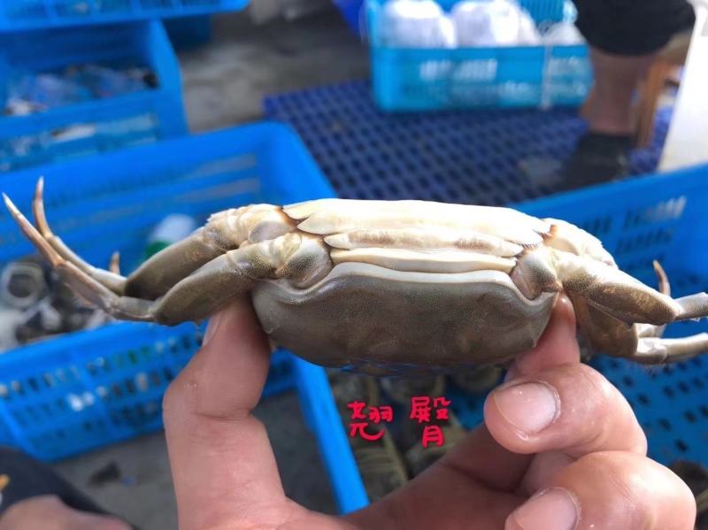 大闸蟹，新品上市，绝对精品毛蟹