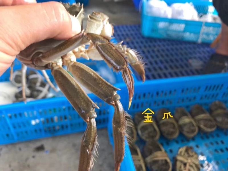 大闸蟹，新品上市，绝对精品毛蟹
