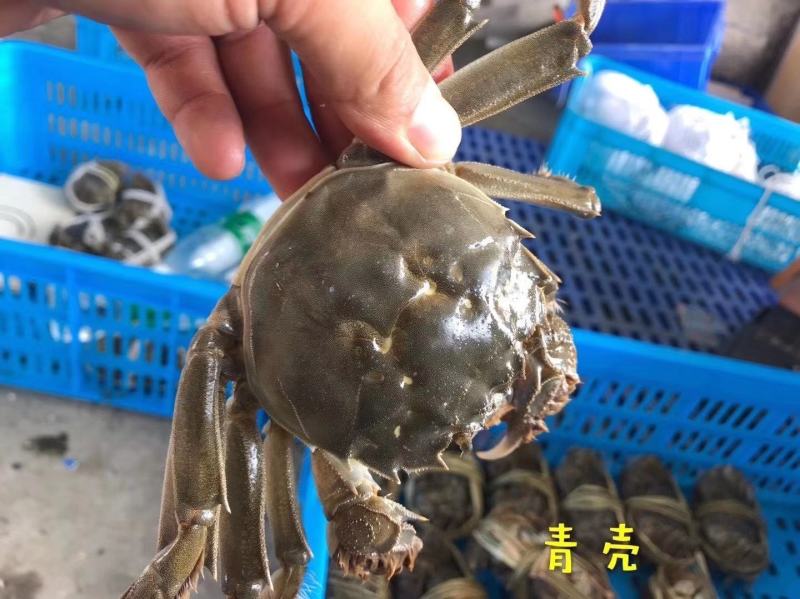 大闸蟹，新品上市，绝对精品毛蟹