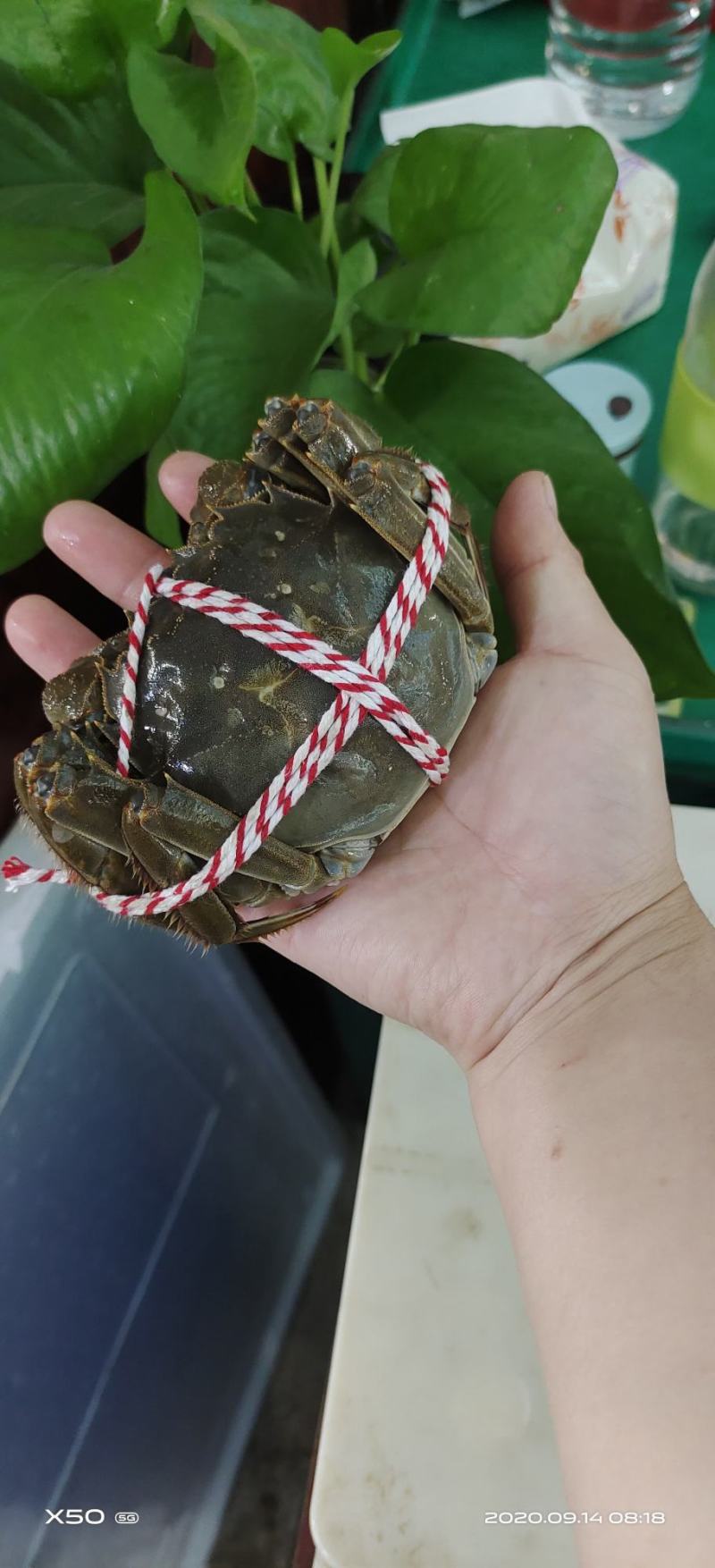 大闸蟹，新品上市，绝对精品毛蟹