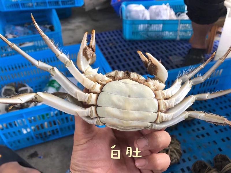 大闸蟹，新品上市，绝对精品毛蟹