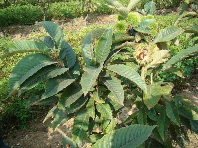 金丰板栗树苗蒙阳红大板栗果实大甜口感好基地直发