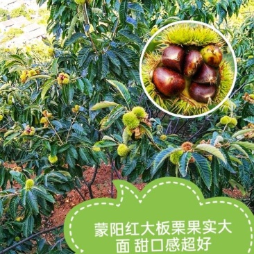 金丰板栗树苗蒙阳红大板栗果实大甜口感好基地直发