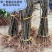 金丰板栗树苗蒙阳红大板栗果实大甜口感好基地直发