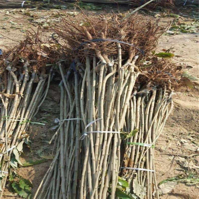 金丰板栗树苗蒙阳红大板栗果实大甜口感好基地直发