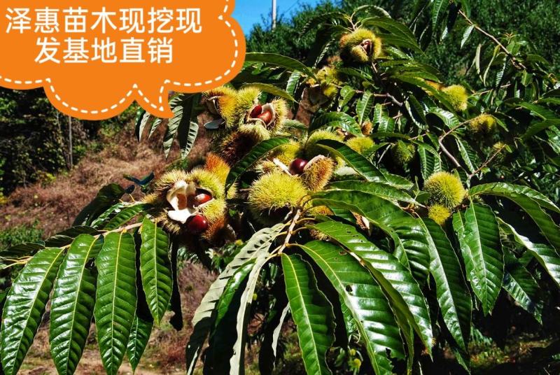 金丰板栗树苗蒙阳红大板栗果实大甜口感好基地直发