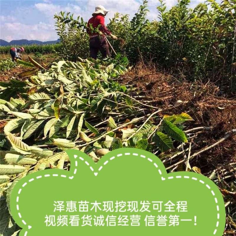 金丰板栗树苗蒙阳红大板栗果实大甜口感好基地直发
