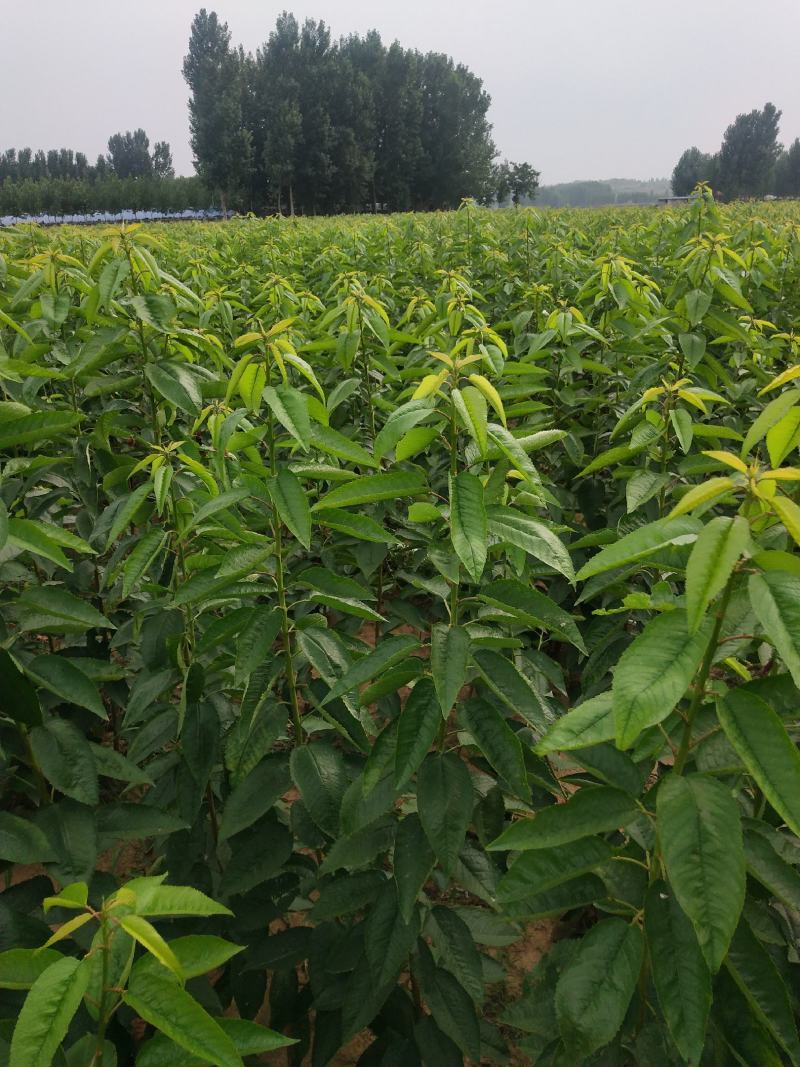 沙王樱桃苗批发奇早，美国大红，车厘子，吉塞拉樱桃苗