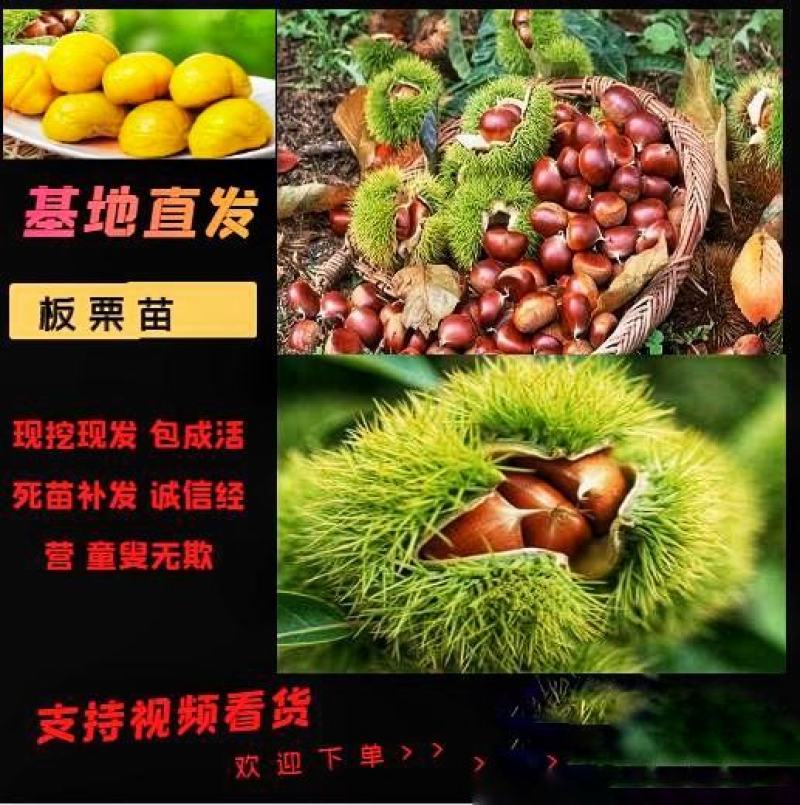 金丰板栗树苗蒙阳红大板栗果实大甜口感好基地直发